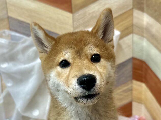 高知県の柴犬(標準サイズ) (アミーゴ高知店/2024年11月20日生まれ/女の子/赤)の子犬