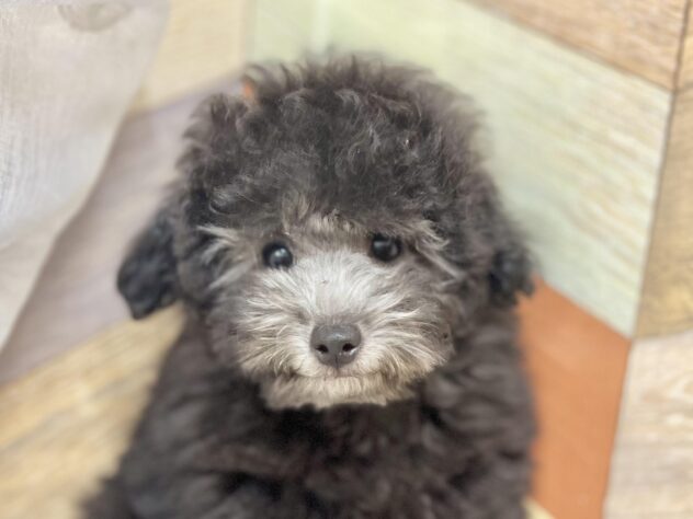 高知県のトイプードル(トイ) (アミーゴ高知店/2025年1月26日生まれ/男の子/グレー)の子犬