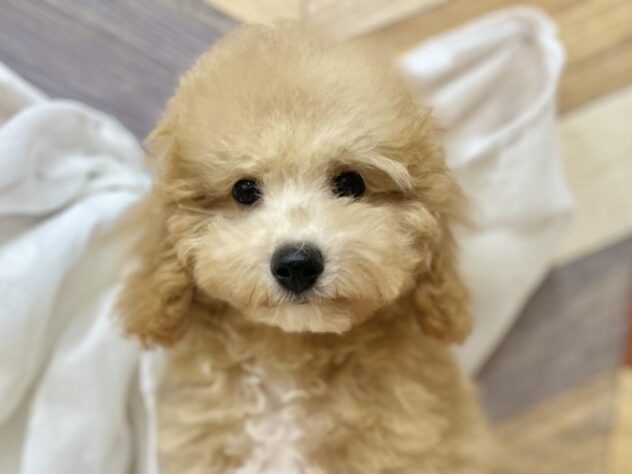 高知県のハーフ犬・ミックス犬 (アミーゴ高知店/2025年1月6日生まれ/男の子/04 クリーム系)の子犬