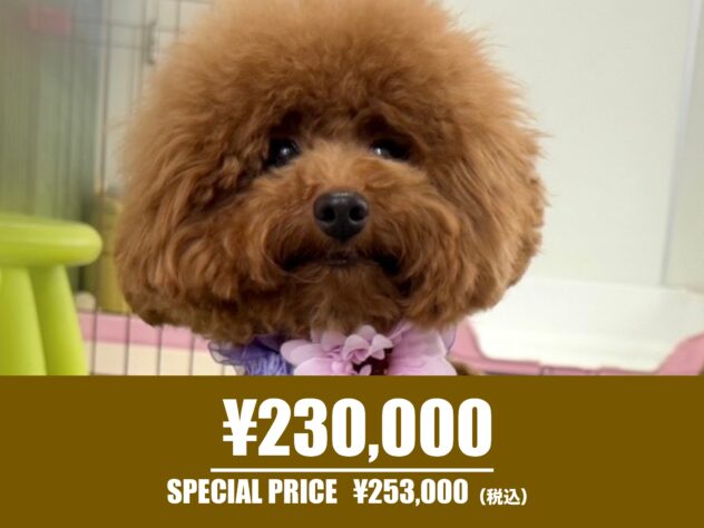 広島県のトイプードル(トイ) (アミーゴ東深津店/2025年1月3日生まれ/女の子/オレンジフォーン)の子犬の1枚目の画像