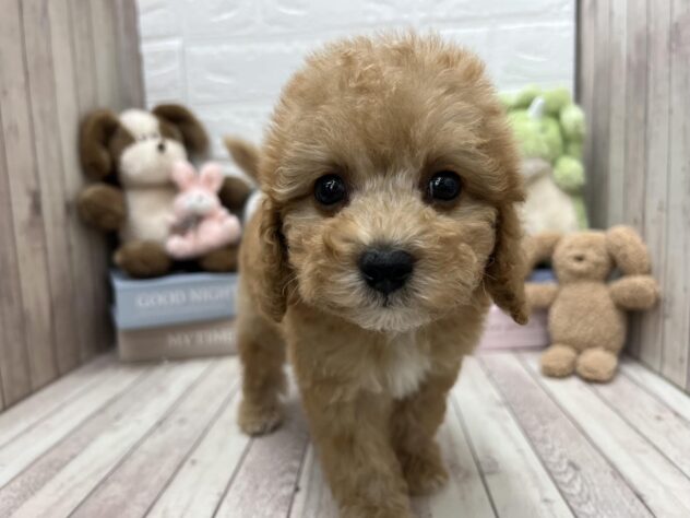 岡山県のハーフ犬・ミックス犬 (アミーゴ高屋店/2025年1月6日生まれ/女の子/クリーム)の子犬