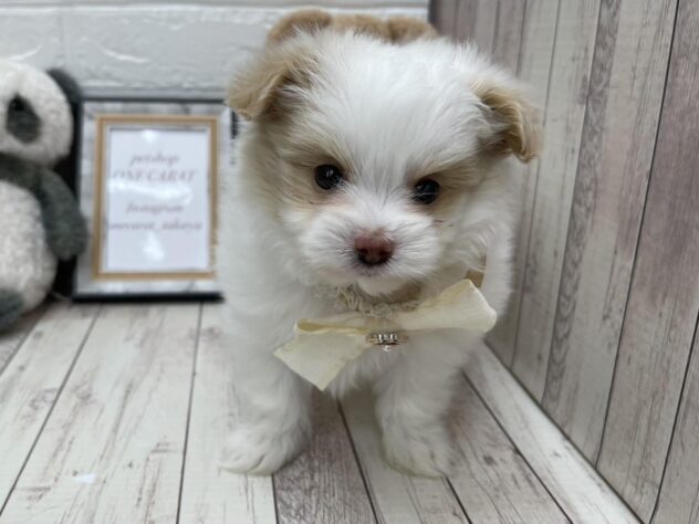 岡山県のハーフ犬・ミックス犬 (アミーゴ高屋店/2025年1月9日生まれ/男の子/クリームホワイト)の子犬