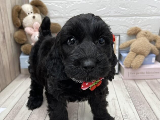 岡山県のハーフ犬・ミックス犬 (アミーゴ高屋店/2024年12月20日生まれ/男の子/ブラック)の子犬