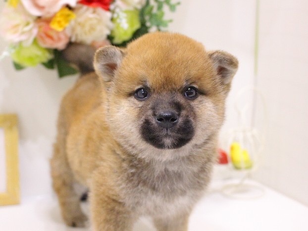 兵庫県の柴犬(標準サイズ) (アミーゴ三田店/2025年1月5日生まれ/男の子/赤)の子犬