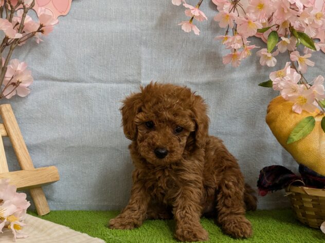 宮城県のトイプードル(トイ) (アミーゴ古川駅前店/2025年1月1日生まれ/女の子/レッド)の子犬