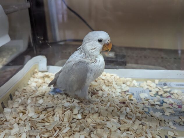 コザクラインコ ホワイトフェイスブルーシルバー | ペット