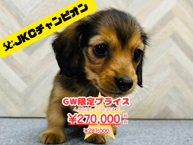 岡山県のミニチュアダックスフンド(ロング) (アミーゴ水島店/2025年1月17日生まれ/女の子/レッド)の子犬