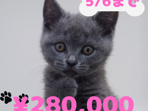 岡山県のブリティッシュショートヘアー (アミーゴ中庄店/2024年10月23日生まれ/女の子/ブルー)の子猫