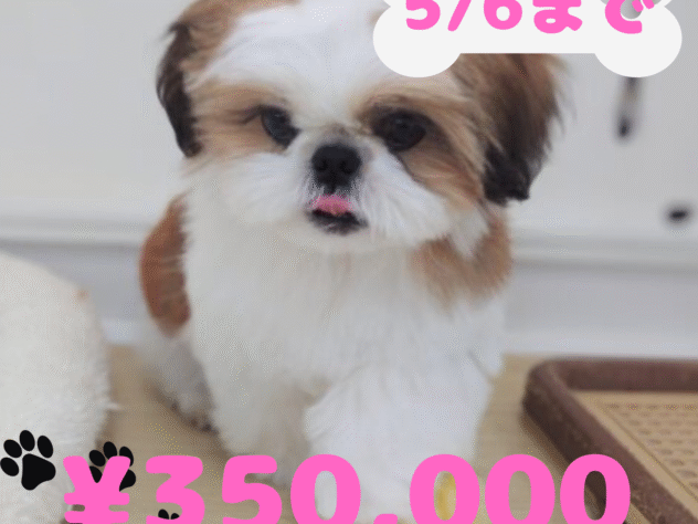 岡山県のシーズー (アミーゴ中庄店/2024年10月11日生まれ/女の子/ゴールドホワイト)の子犬