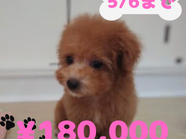 岡山県のトイプードル(トイ) (アミーゴ中庄店/2024年11月19日生まれ/女の子/レッドフォーン)の子犬