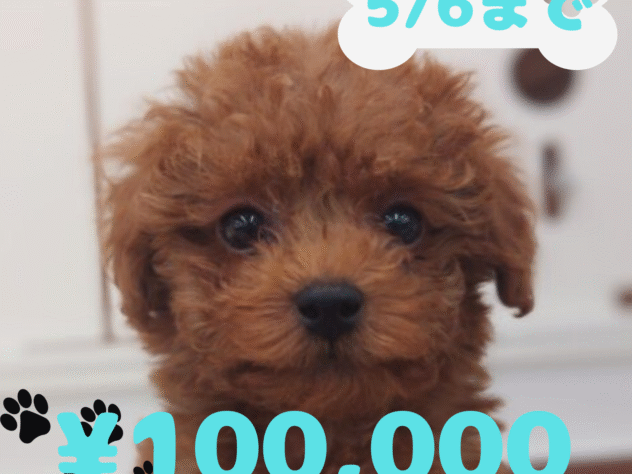 岡山県のトイプードル(トイ) (アミーゴ中庄店/2024年11月13日生まれ/男の子/レッドフォーン)の子犬