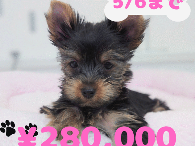 岡山県のヨークシャーテリア (アミーゴ中庄店/2025年1月3日生まれ/女の子/スチールブルータン)の子犬