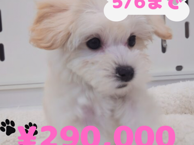 岡山県のハーフ犬・ミックス犬 (アミーゴ中庄店/2024年12月8日生まれ/女の子/クリーム)の子犬