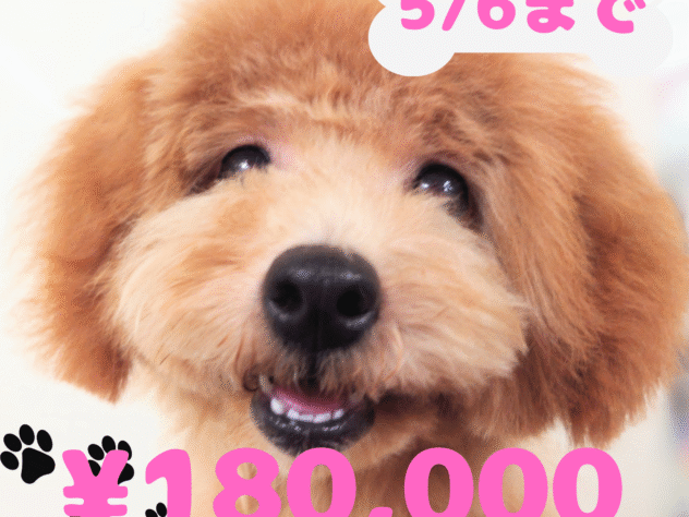 岡山県のトイプードル(トイ) (アミーゴ中庄店/2024年11月19日生まれ/女の子/レッドフォーン)の子犬