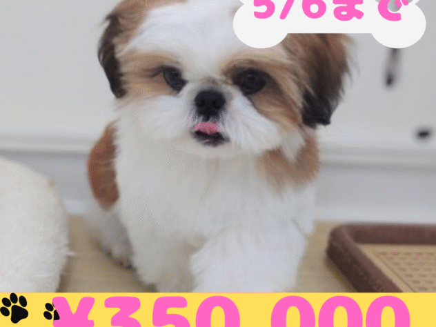 岡山県のシーズー (アミーゴ中庄店/2024年10月11日生まれ/女の子/ゴールドホワイト)の子犬