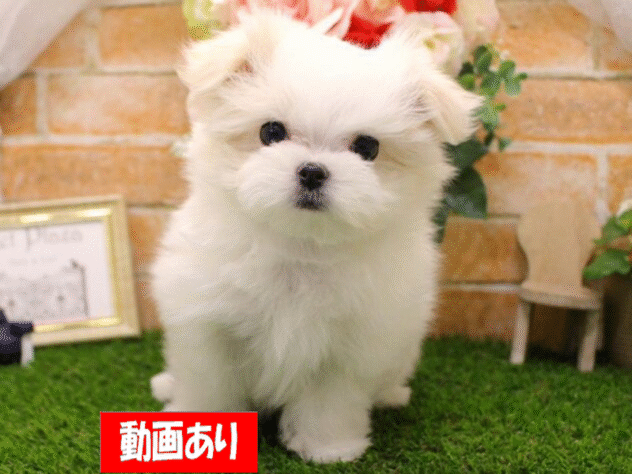 兵庫県のマルチーズ (アミーゴ三田店/2025年2月8日生まれ/男の子/ホワイト)の子犬