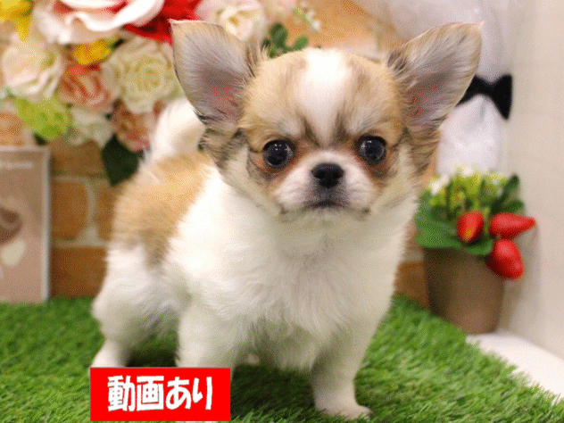 兵庫県のチワワ(ロング) (アミーゴ三田店/2025年2月26日生まれ/男の子/フォーンホワイト)の子犬