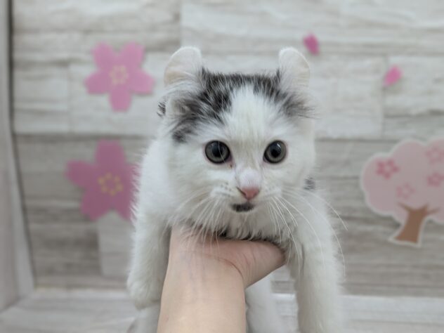 宮城県のアメリカンカール (アミーゴ多賀城店/2025年2月8日生まれ/女の子/01 ブラック系)の子猫