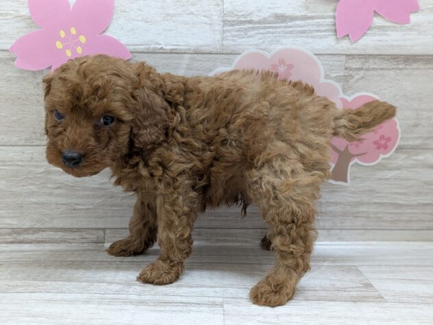 宮城県のトイプードル(トイ) (アミーゴ多賀城店/2025年2月22日生まれ/男の子/02 レッド系)の子犬