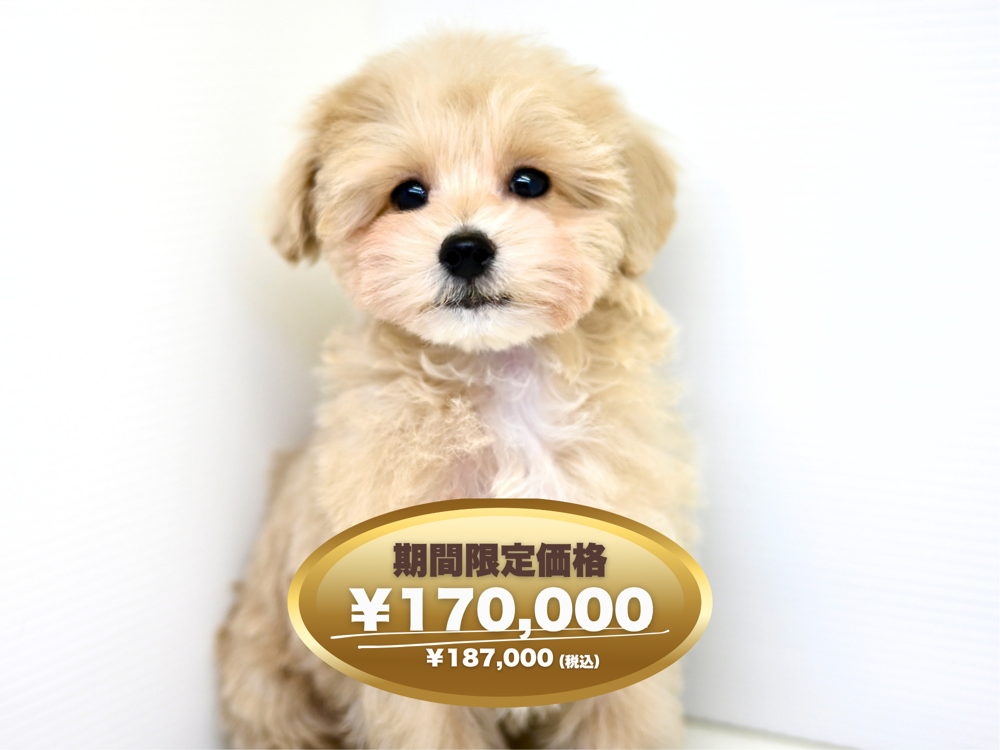 岡山県のハーフ犬・ミックス犬 (アミーゴ大安寺店/2025年1月7日生まれ/男の子/クリーム)の子犬