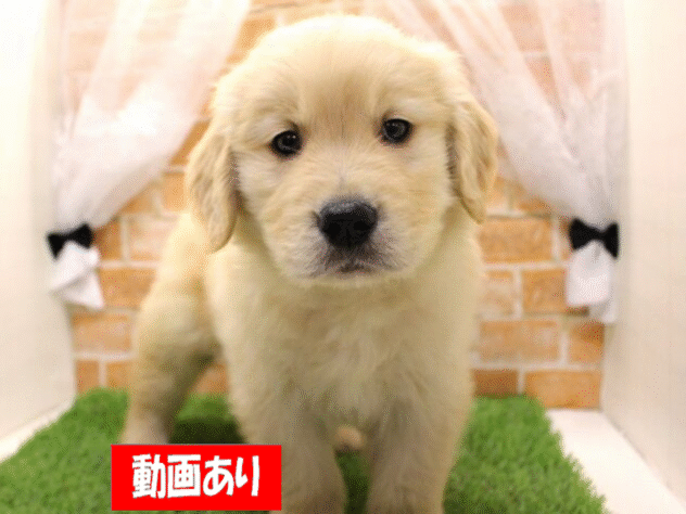 兵庫県のゴールデンレトリバー (アミーゴ三田店/2025年2月9日生まれ/男の子/ゴールド)の子犬