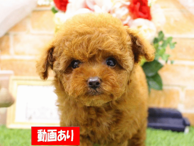 兵庫県のトイプードル(トイ) (アミーゴ三田店/2025年2月14日生まれ/女の子/レッドフォーン)の子犬