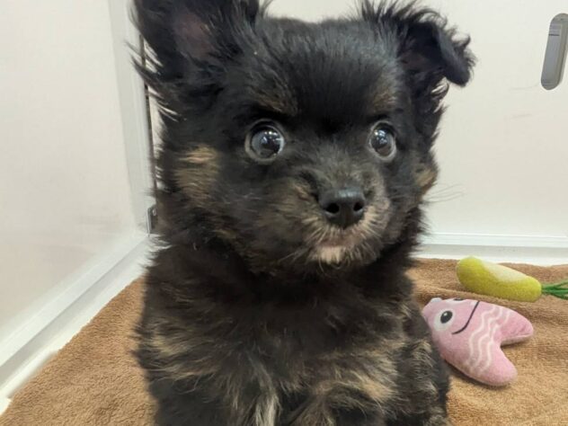 福島県のハーフ犬・ミックス犬 (アミーゴ福島南店/2025年2月17日生まれ/男の子/ブラックタンホワイト)の子犬