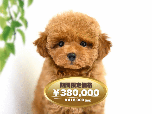 岡山県のトイプードル(トイ) (アミーゴ大安寺店/2024年12月14日生まれ/女の子/オレンジフォーン)の子犬
