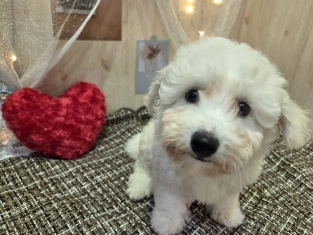 福島県のビションフリーゼ (アミーゴ本宮店/2025年2月2日生まれ/女の子/06 ホワイト系)の子犬