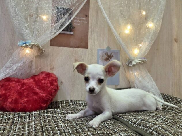 福島県のハーフ犬・ミックス犬 (アミーゴ本宮店/2024年12月28日生まれ/女の子/クリーム)の子犬
