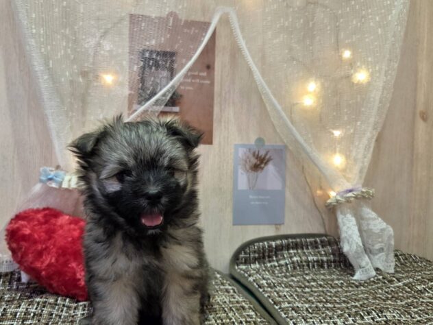 福島県のハーフ犬・ミックス犬 (アミーゴ本宮店/2025年2月10日生まれ/男の子/ウルフセーブル)の子犬