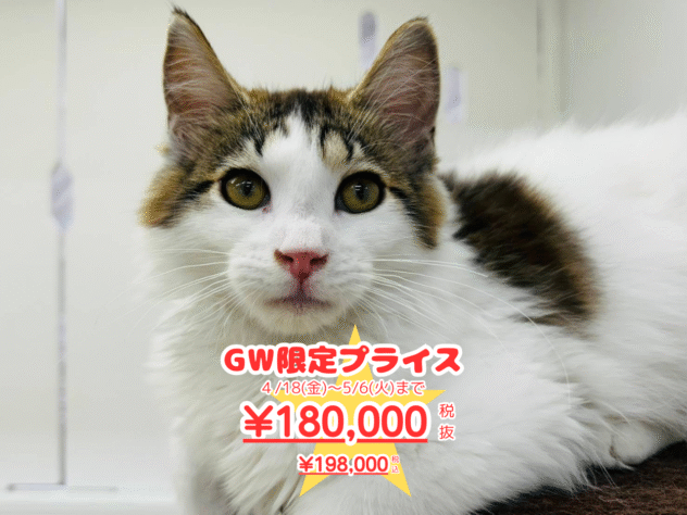 岡山県のメインクーン (アミーゴ水島店/2025年1月5日生まれ/男の子/ブラウンタビーホワイト)の子猫