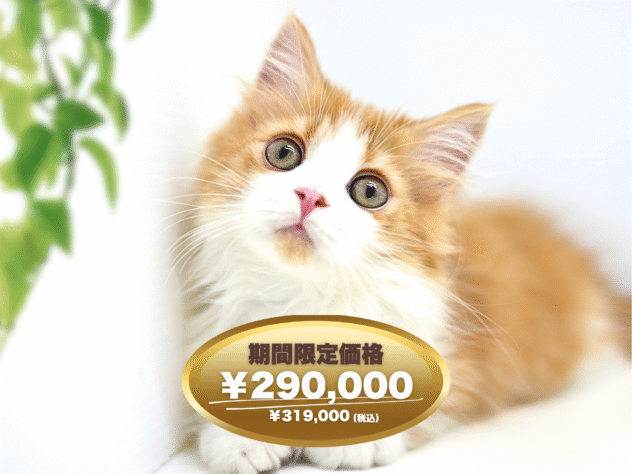 岡山県のマンチカン (アミーゴ大安寺店/2024年12月11日生まれ/男の子/レッドタビーホワイト)の子猫