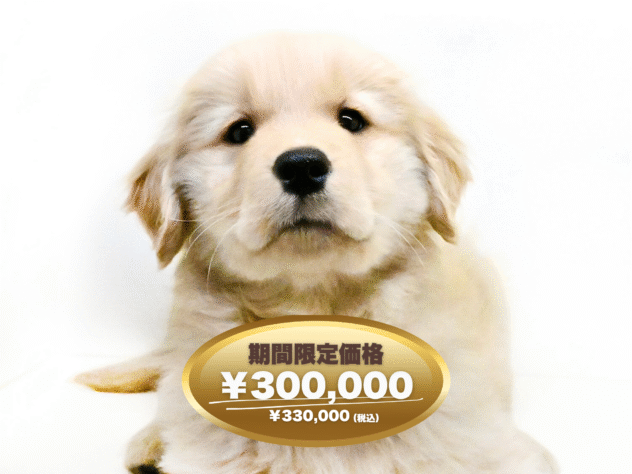 岡山県のゴールデンレトリバー (アミーゴ大安寺店/2025年2月3日生まれ/女の子/ゴールド)の子犬