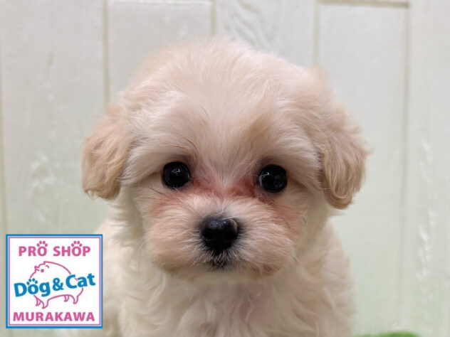 広島県のハーフ犬・ミックス犬 (アミーゴ大町店/2025年2月20日生まれ/女の子/クリーム)の子犬