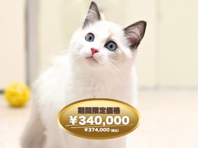 岡山県のラグドール (アミーゴ大安寺店/2024年10月23日生まれ/女の子/ブルーポイントバイカラー)の子猫