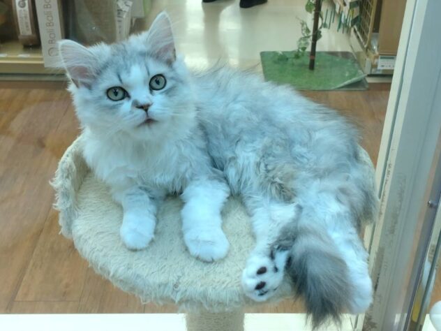 山形県のミヌエット (アミーゴ米沢店/2024年12月6日生まれ/男の子/シルバータビー)の子猫