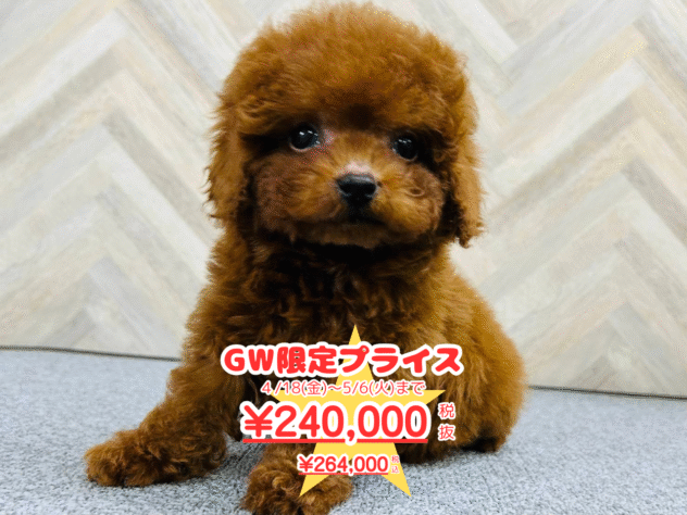 岡山県のトイプードル(トイ) (アミーゴ水島店/2025年1月28日生まれ/男の子/レッド)の子犬