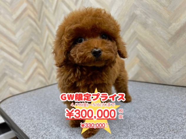 岡山県のトイプードル(トイ) (アミーゴ水島店/2025年1月28日生まれ/女の子/レッド)の子犬