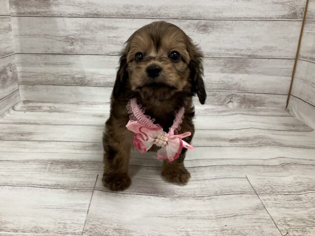 福島県のハーフ犬・ミックス犬 (アミーゴ小名浜店/2025年2月19日生まれ/女の子/02 レッド系)の子犬
