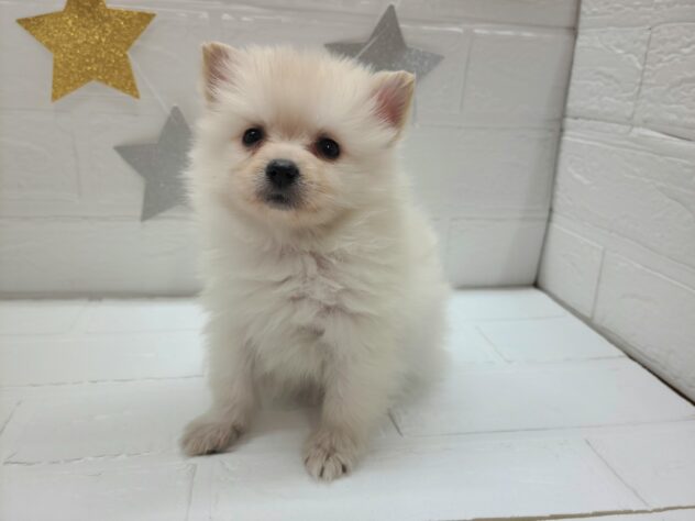 宮城県のポメラニアン (アミーゴ仙台富沢店/2025年2月10日生まれ/女の子/クリーム)の子犬