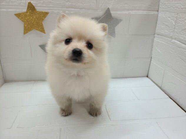 宮城県のポメラニアン (アミーゴ仙台富沢店/2025年2月10日生まれ/女の子/クリーム)の子犬