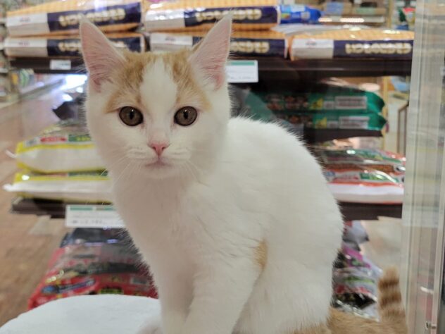 福島県のブリティッシュショートヘアー (アミーゴ須賀川店/2024年12月8日生まれ/男の子/レッドタビーホワイト)の子猫
