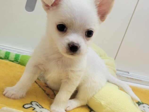福島県のハーフ犬・ミックス犬 (アミーゴ須賀川店/2025年2月3日生まれ/男の子/白)の子犬