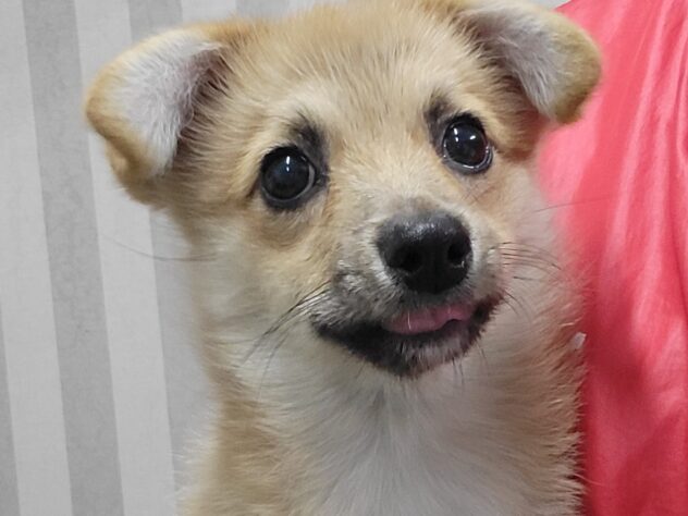 福島県のハーフ犬・ミックス犬 (アミーゴ須賀川店/2024年11月4日生まれ/男の子/レッドホワイト)の子犬