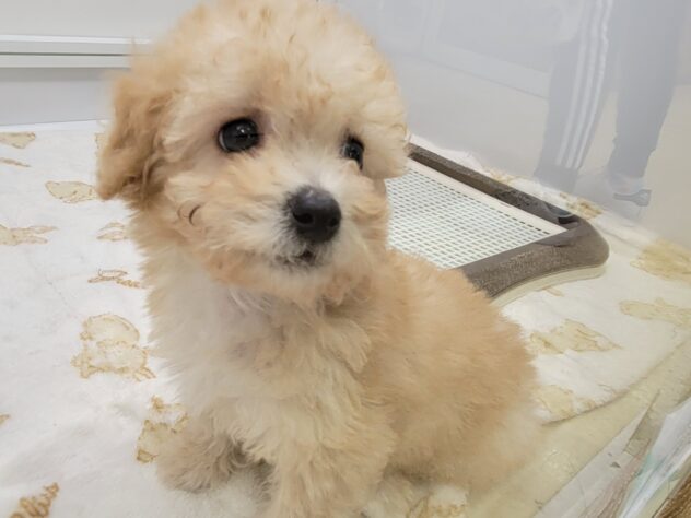 福島県のハーフ犬・ミックス犬 (アミーゴ須賀川店/2025年1月12日生まれ/男の子/アプリコット)の子犬