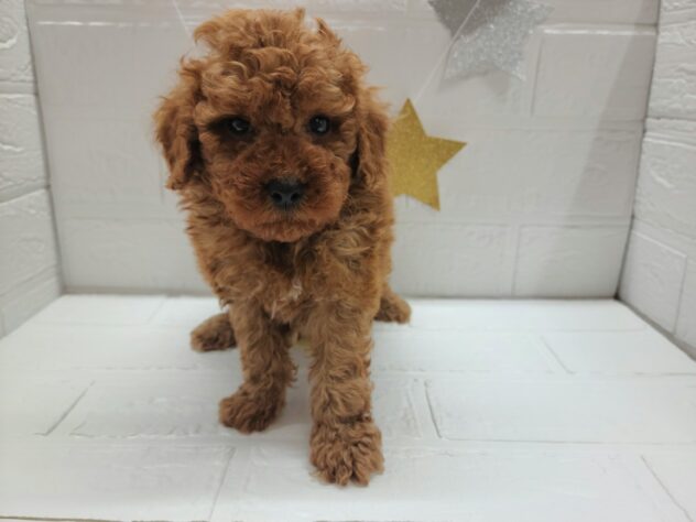 宮城県のトイプードル(トイ) (アミーゴ仙台富沢店/2025年2月22日生まれ/男の子/レッド)の子犬