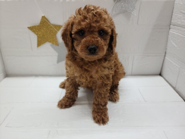 宮城県のトイプードル(トイ) (アミーゴ仙台富沢店/2025年2月22日生まれ/女の子/レッド)の子犬