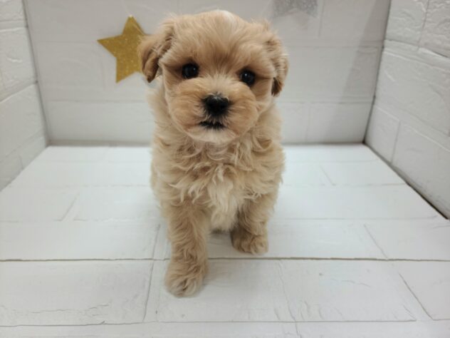 宮城県のハーフ犬・ミックス犬 (アミーゴ仙台富沢店/2025年2月21日生まれ/男の子/アプリコット)の子犬