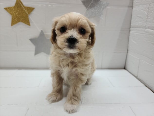 宮城県のハーフ犬・ミックス犬 (アミーゴ仙台富沢店/2025年2月21日生まれ/女の子/アプリコット)の子犬